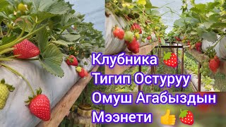 Клубника Кабрило🍓 Омуш Агабыздын мээнети тел:0779311123