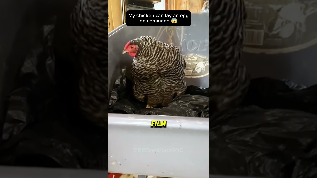 You Won’t Believe Your Eyes When This Woman Commands Her Chicken! 🤣 