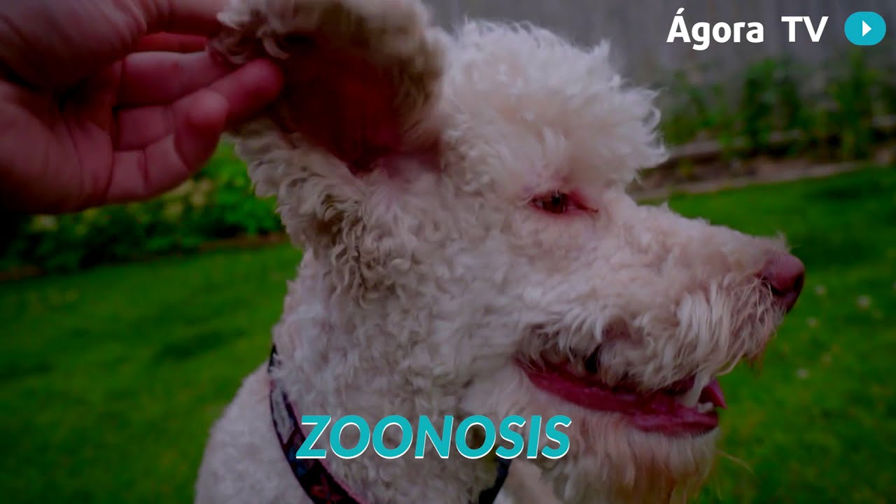 Agorapedia Qu Es La Zoonosis YouTube