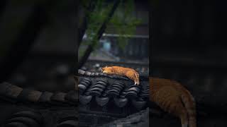 How to Capture Stunning Photos of Cats | Photography Tutorial