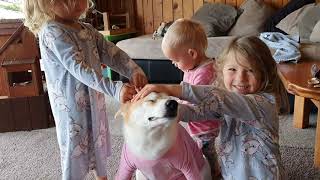 Is this dog OK? Life with three little human sisters 🙈 Smothered in love ❤️