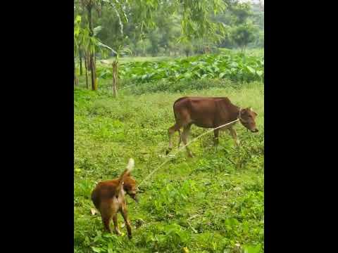 সঙ্গ দোষে লোহা ভাসে কি রাগ করলা? 😁 #banglacomedy #banglafunnyvideo