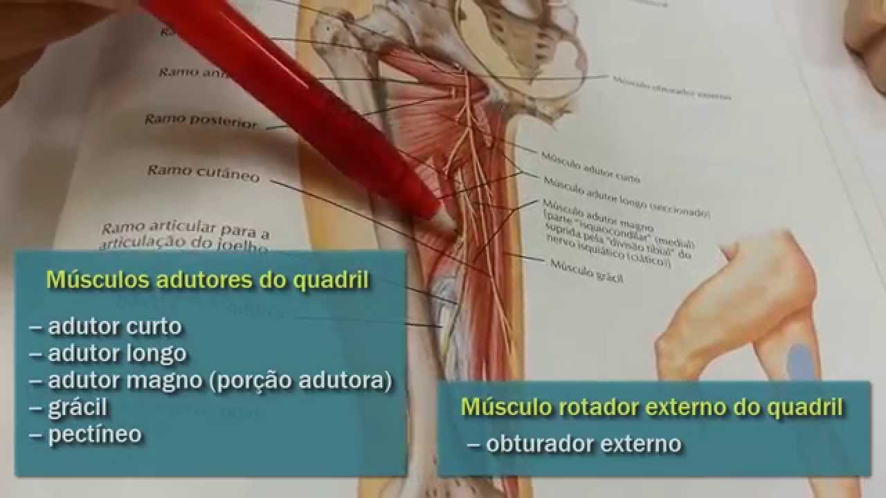 Parte 9: Nervo obturatório anatomia abdominal
