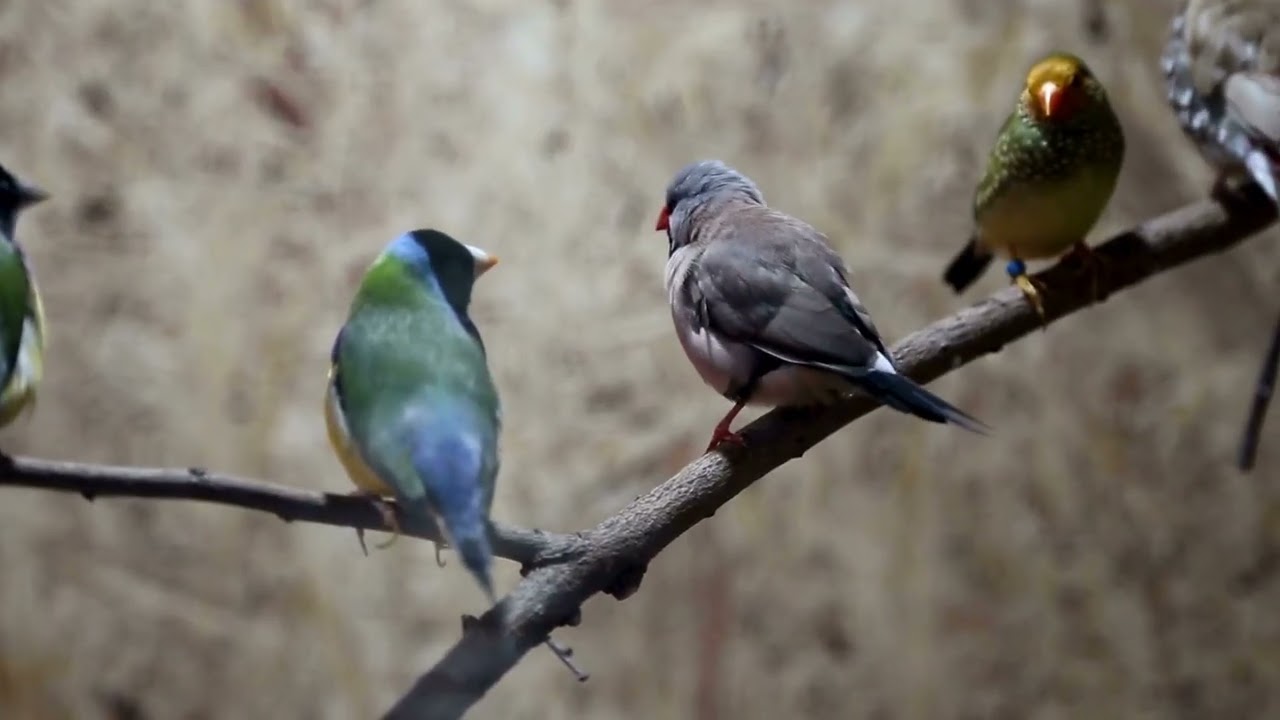 Korean song I Ching_The Song of the Low-Flying Bird 낮게 나는 새의 노래_뇌산소과 62