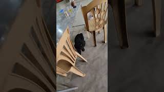 Funny dog 2024 #funny #animals #catvideos #funnycat #funnyvideo