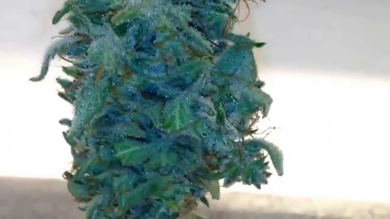 Bud shots of the moby dick auto