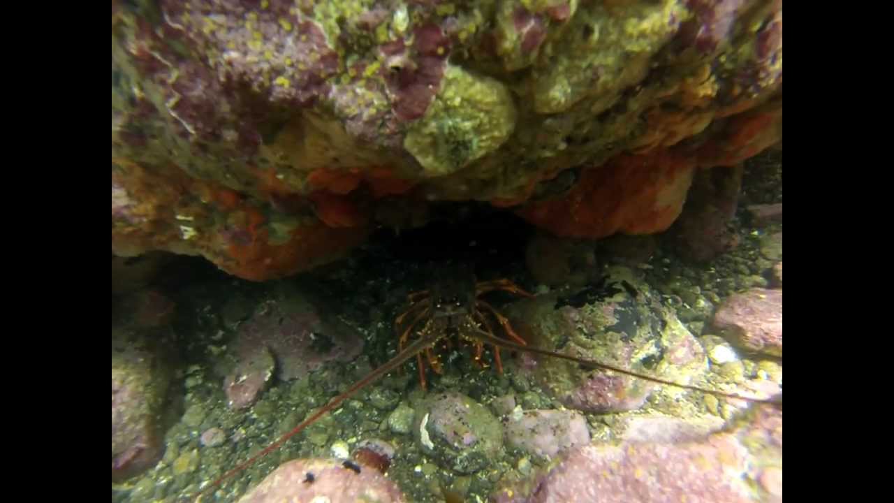 Free Diving Tauranga NZ GOPRO YouTube