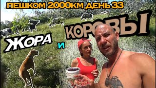 ПЕШКОМ 2000км ДЕНЬ 33 | ЖОРА И КОРОВЫ