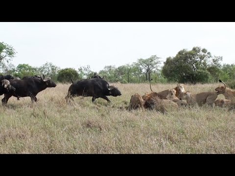 LIONS vs BUFFALO Bulls - A futile rescue attempt!