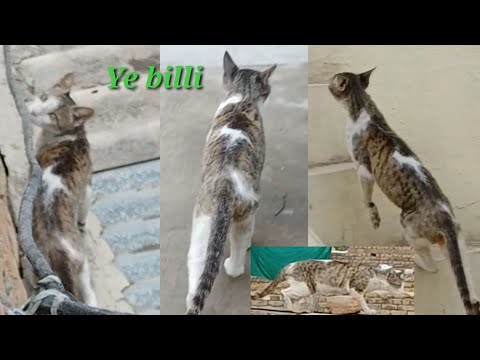 वीडियो: बाहरी और जंगली बिल्लियों को स्थानांतरित करने और स्थानांतरित करने पर: एक त्वरित और गंदी कैसे-कैसे मार्गदर्शन करें