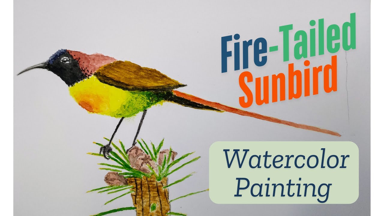 Watercolor Painting of a Fire-Tailed Sunbird - 