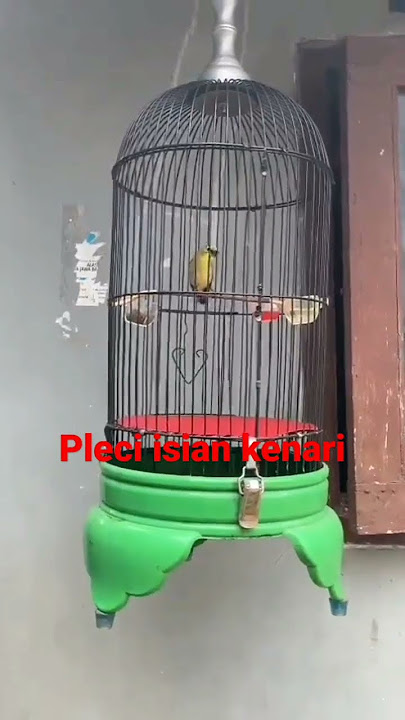 pleci isian kenari