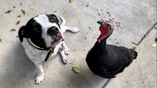 Dog and Turkey LOVE 🐶🦃❤️🍓🍅Stawberries and Tomatoes | TexasGirly1979 by TexasGirly1979 1,257 views 2 years ago 4 minutes, 27 seconds