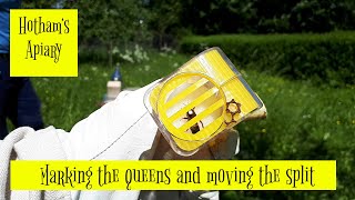Marking the queens and moving the split | Have Fun Beekeeping #49