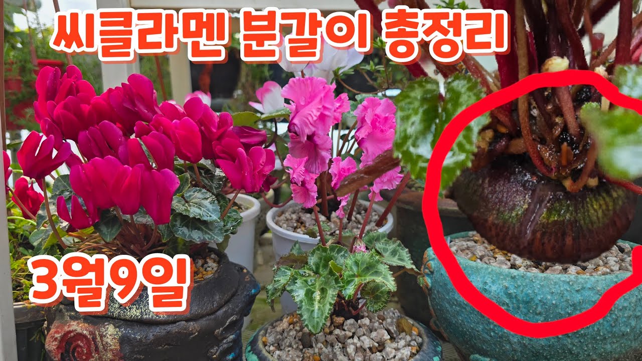 씨클라멘 분갈이 흙배합 물주기 방제하기 온도관리 잘키우기