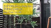 ミモザアカシアの育て方 カインズ花図鑑 Youtube ミモザアカシアの育て方 カインズ花図鑑 Youtube