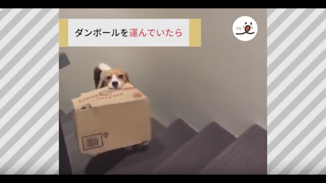 おもちゃを壊してしまった柴犬ちゃん あまりの反省っぷりに怒れない Peco Tv Youtube