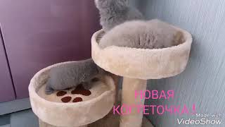 British Kitten 1 m, PLUSH BLUE RAY SPb +7 921 330 51 55 British Kitten 1 m, PLUSH BLUE RAY SPb +7 921 330 51 55