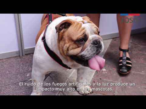 Video: Cómo Proteger A Tu Mascota Para El Año Nuevo