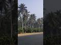 coco and coconut trees 🌴🥥🌴#shorts #ytshorts #subscribe #Jessi vincy