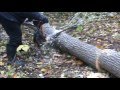 Družba chainsaw in action