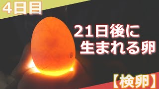 21日後に生まれる ニワトリの卵を孵化させる 検卵の仕方 Youtube