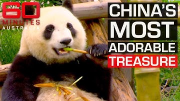 Teaching China how to save endangered giant pandas | 60 Minutes Australia