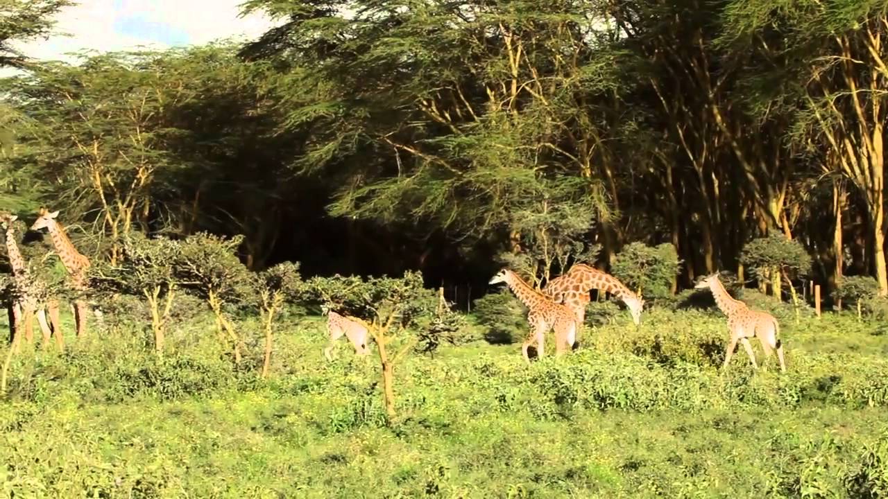 African Dreams 16 days Safari through East Africa - YouTube