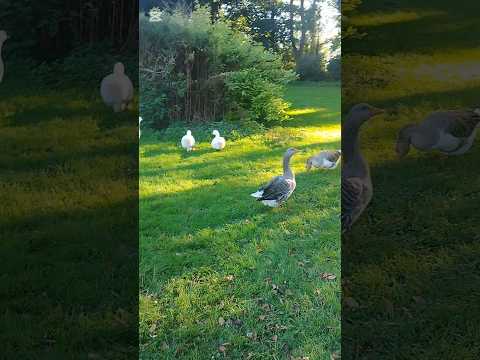 مقطع قرآني رهيب يزلزل القلوب القرآن الكريم