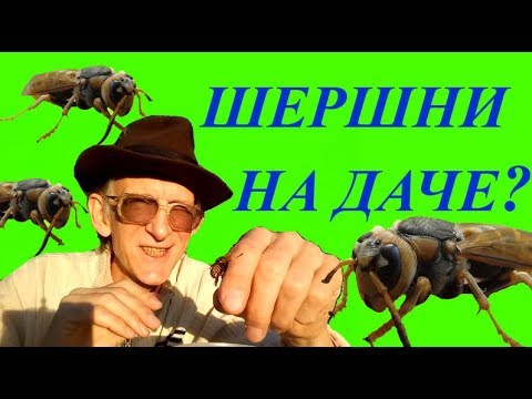 Шершни на Даче?! Что Делать? Не Трогать или... Советы.