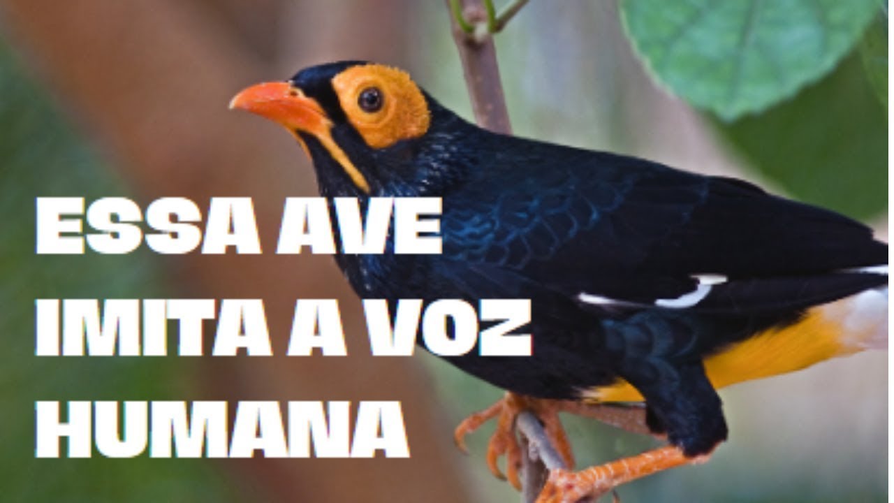 ave-que-imita-perfeitamente-a-voz-humana-gracula-religiosa-youtube
