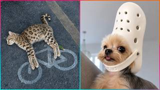 The Funniest Animal Videos Ever