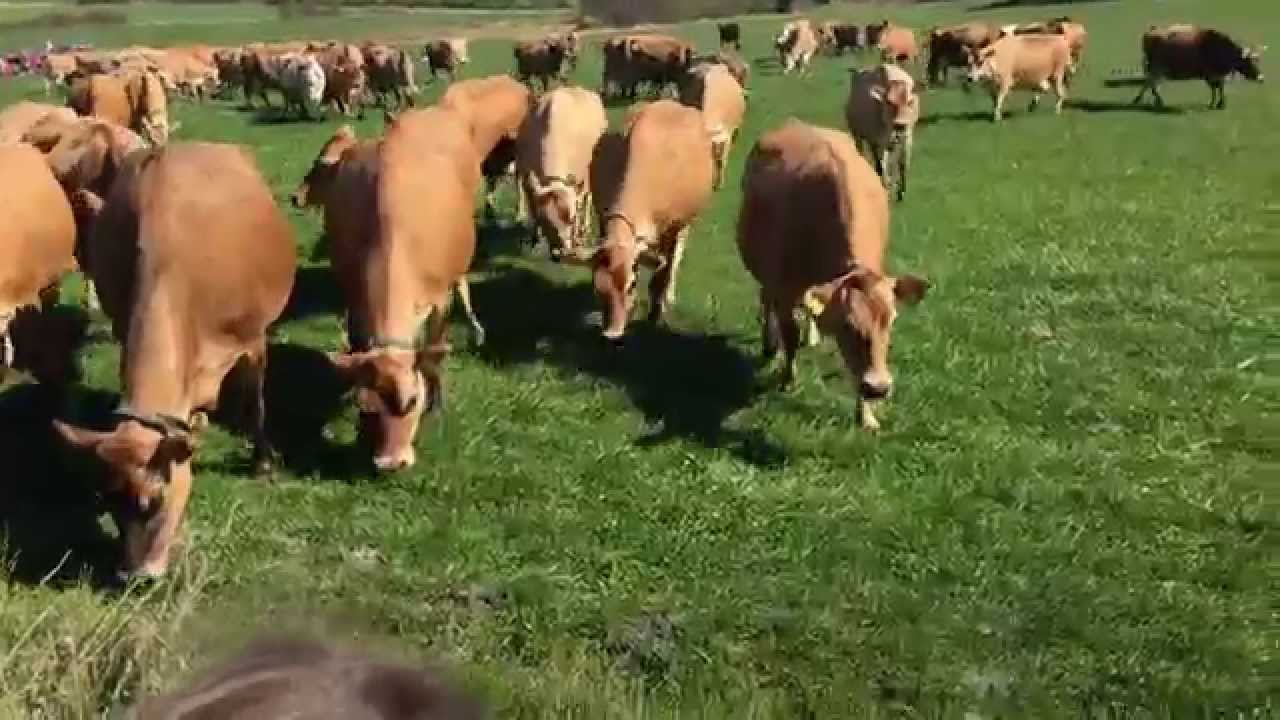 YouTube player