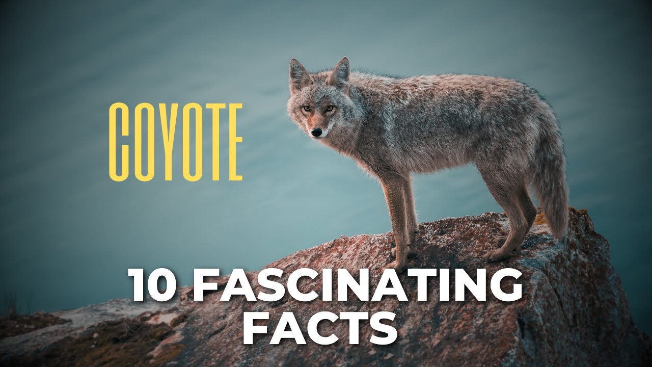 10 Fascinating Facts About coyote - YouTube