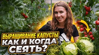 видео: СЕКРЕТЫ ВЫРАЩИВАНИЯ КРЕПКОЙ РАССАДЫ КАПУСТЫ | Как и когда сеять капусту картинка: СЕКРЕТЫ ВЫРАЩИВАНИЯ КРЕПКОЙ РАССАДЫ КАПУСТЫ | Как и когда сеять капусту
