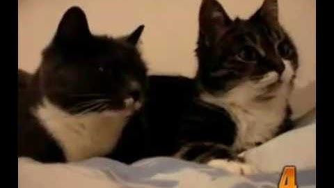 10 Cutest Cat Moments [from www.metacafe.com].mp4