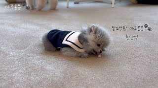 [포숑형제 vlog 4] 강아지가 간식을 처음 먹으면!? 작은 간식 하나로 얼마나 먹는걸까😂