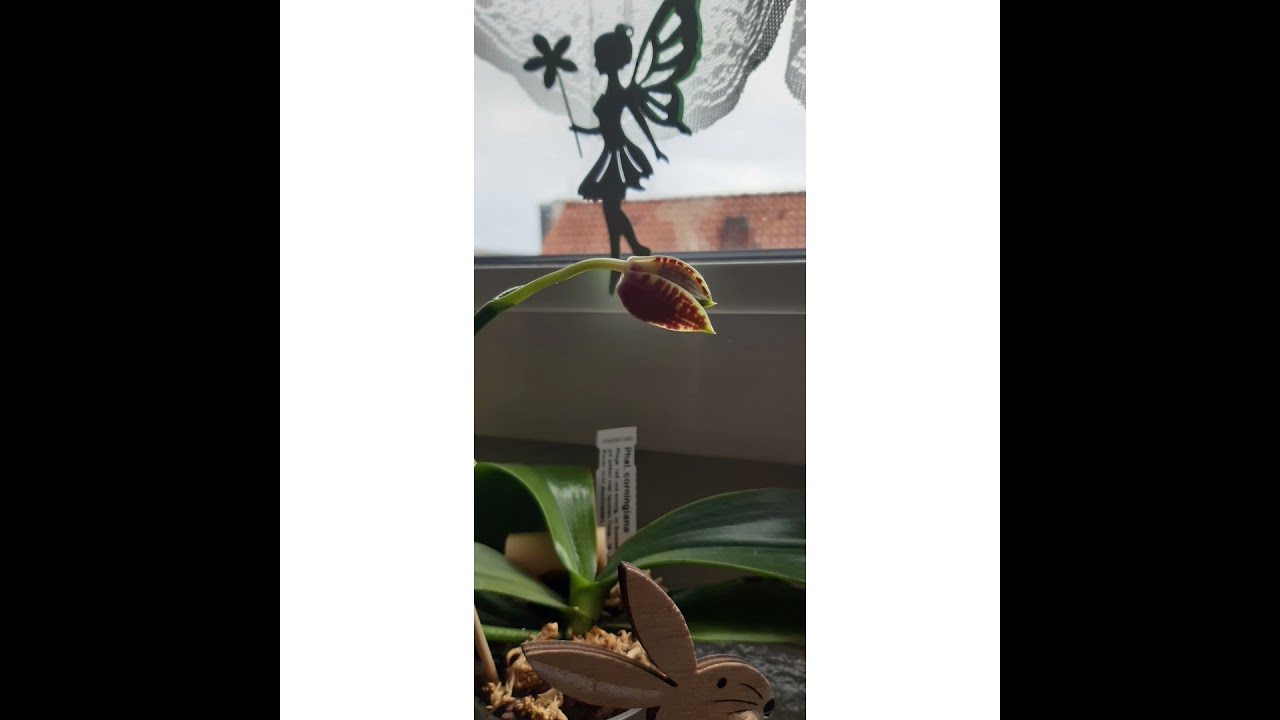 Phal. Corningiana