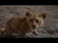 The Lion King Papaoutai Remix 