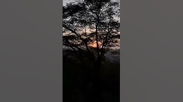 Thumbnail of Early Morning Birds Chirping Sound in the forest. #birds #birdsounds #forestsounds