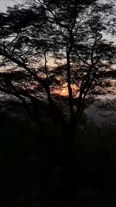 Suara kicauan burung di pagi hari di hutan. #burung #suaraburung #suarahutan