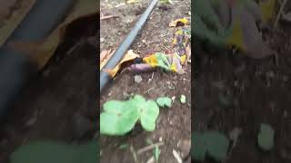 किसान https://media.tenor.com/mXYLkm8bhXIAAAAM/grass-mowing.gif