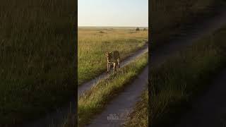 Lionesses On Patrol #Wildlife | #ShortsAfrica