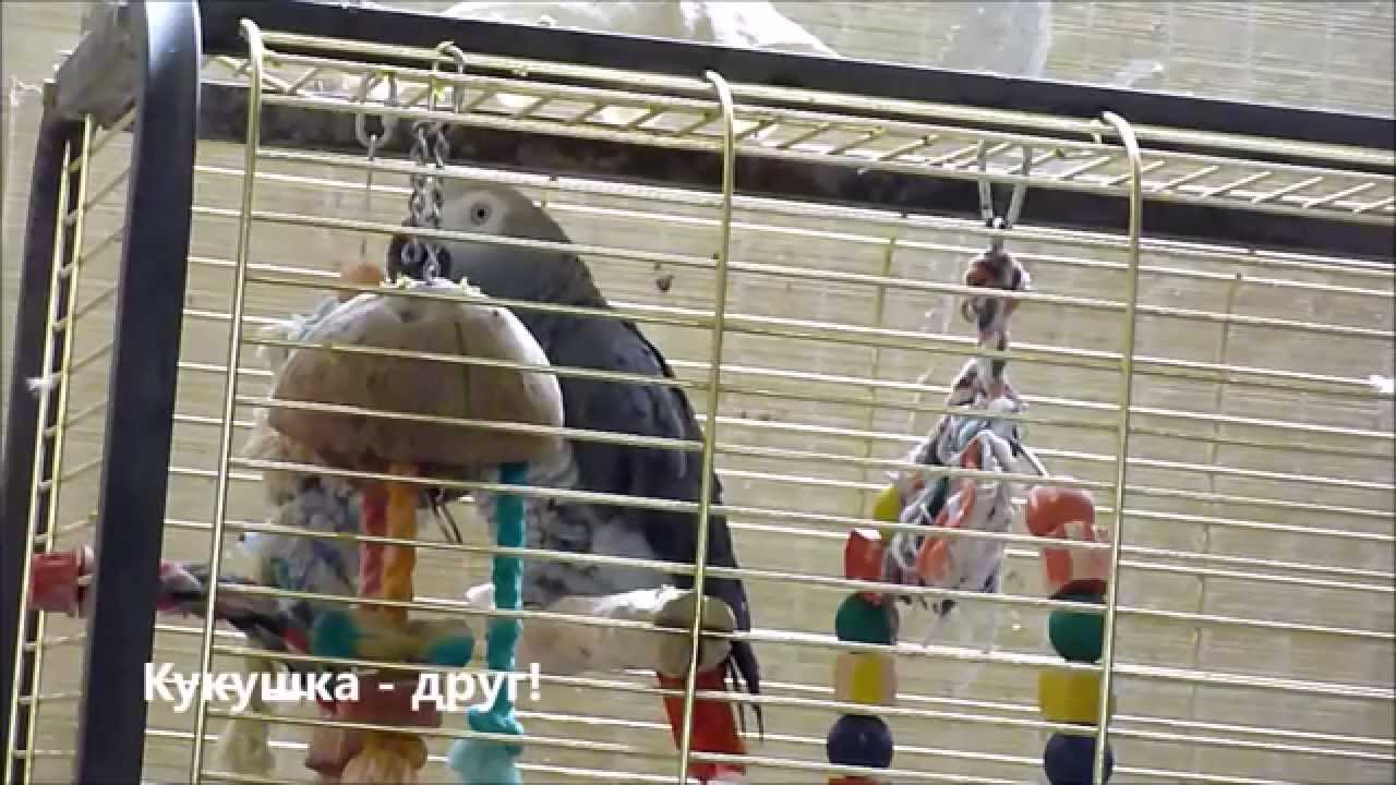 Кукусики еду на машине