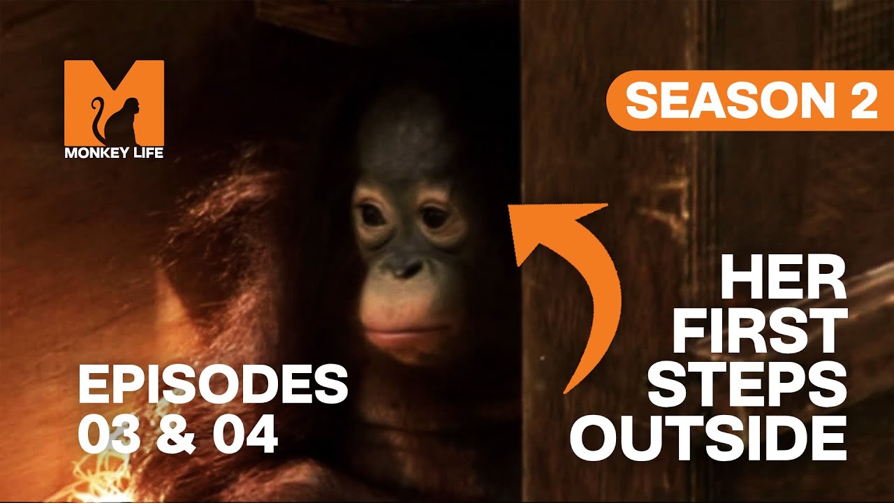 This Monkey has NEVER walked on Grass Before | Season 2 Episodes 3 & 4 | Full Episodes | Monkey Life