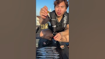 Cách câu cá thu ở nhật bản! #fishing #caucathugian #cauca