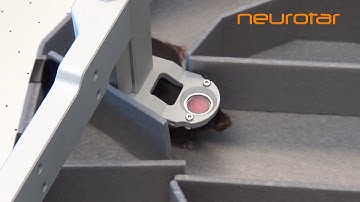 A mouse head-fixed in the Levelt clamp in a T-maze