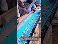 Giving pebbles to ostriches in the trough.