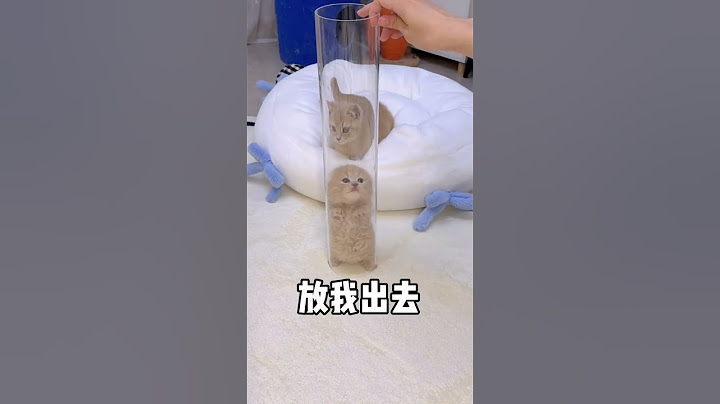 【獨生子的日常】小黄:你这没我当年钻的丝滑#小奶喵 #铲屎官的乐趣 #谁说猫猫没有表情的