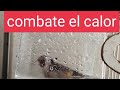 combatir el calor💥 en jilgueros y canarios,+nuevos trucos